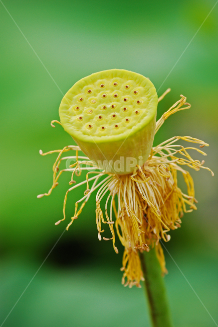 연자육,연꽃씨,연자,연육,약용식물,한방약재,씨앗,종자,식물,열매,plant,수생식물,약재,건강식품,결실