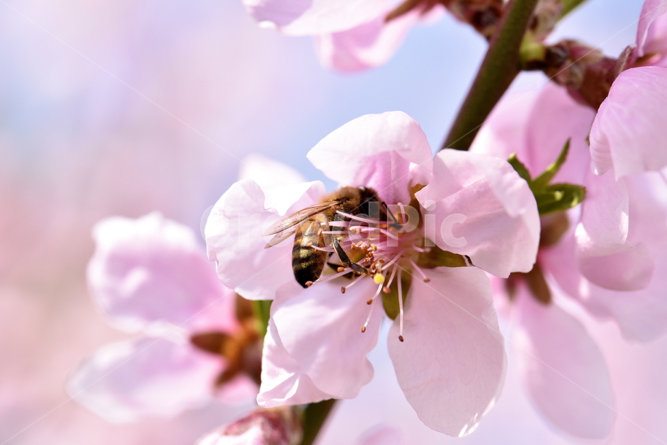봄,꽃가루,꿀벌,화분,복숭아꽃,복사꽃,일,양봉,꿀,곤충,animal,식물,bee,honeybee,insect,invertebrate,apidae,식물,자연,plants,nature,꽃,flower,곤충,벌레,insect,bug