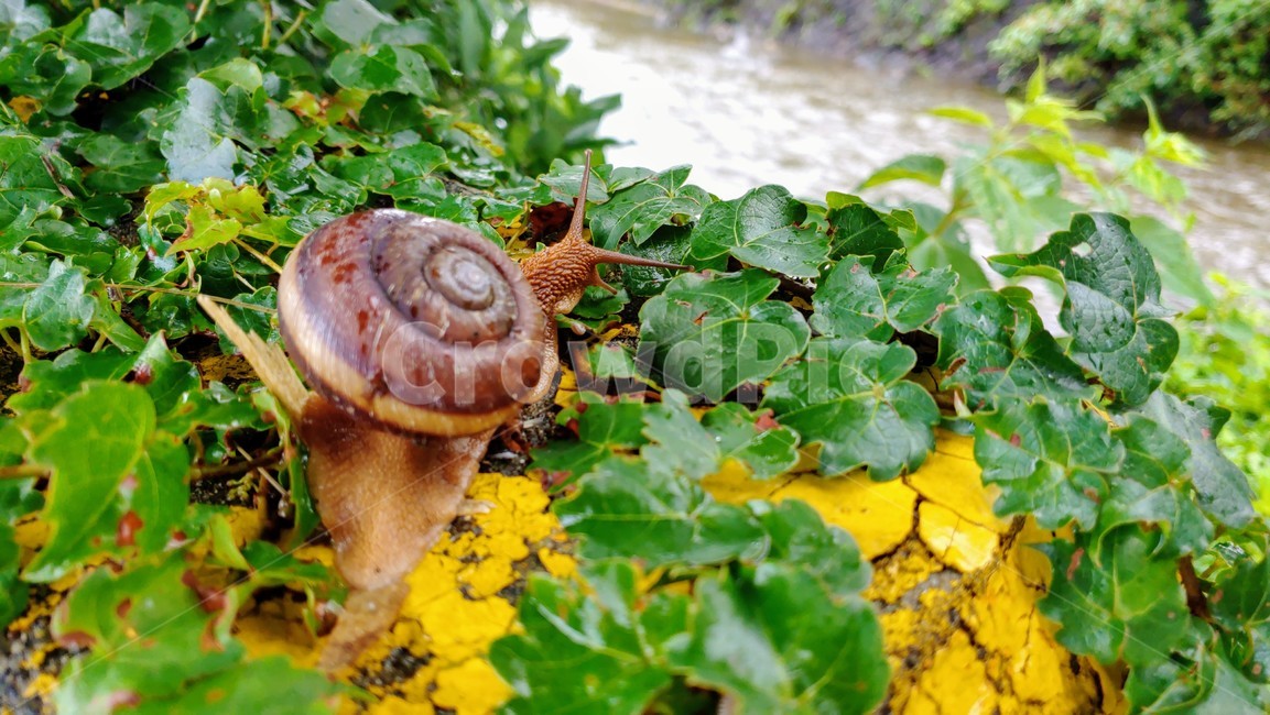 달팽이,snails,greatsnail,연체동물,escargot,caracol,salyangoz,schnecke,자웅동체,동물,animal