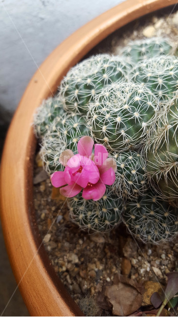 꽃,생화,근접,flower,화분,실내용화초,화분,화초,house plant