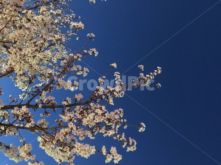 벚꽃,꽃,나무,꽃나무,밤,봄,계절,spring,season,plant,식물,flower,blossom