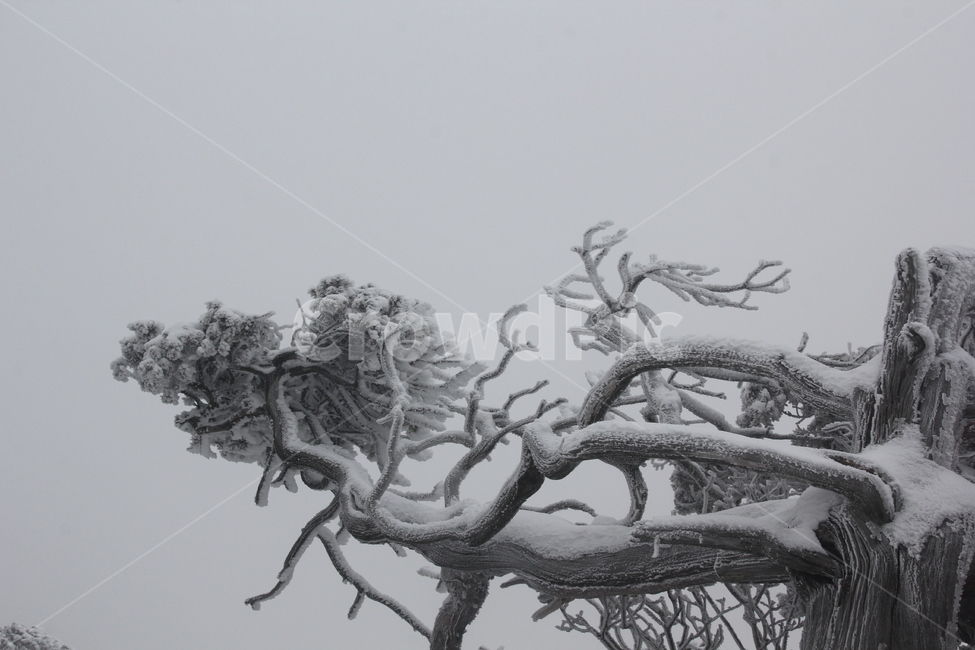 산,설경,풍경,겨울,나무,겨울,계절,winter,season,식물,자연,plants,nature,나무,trees,wood