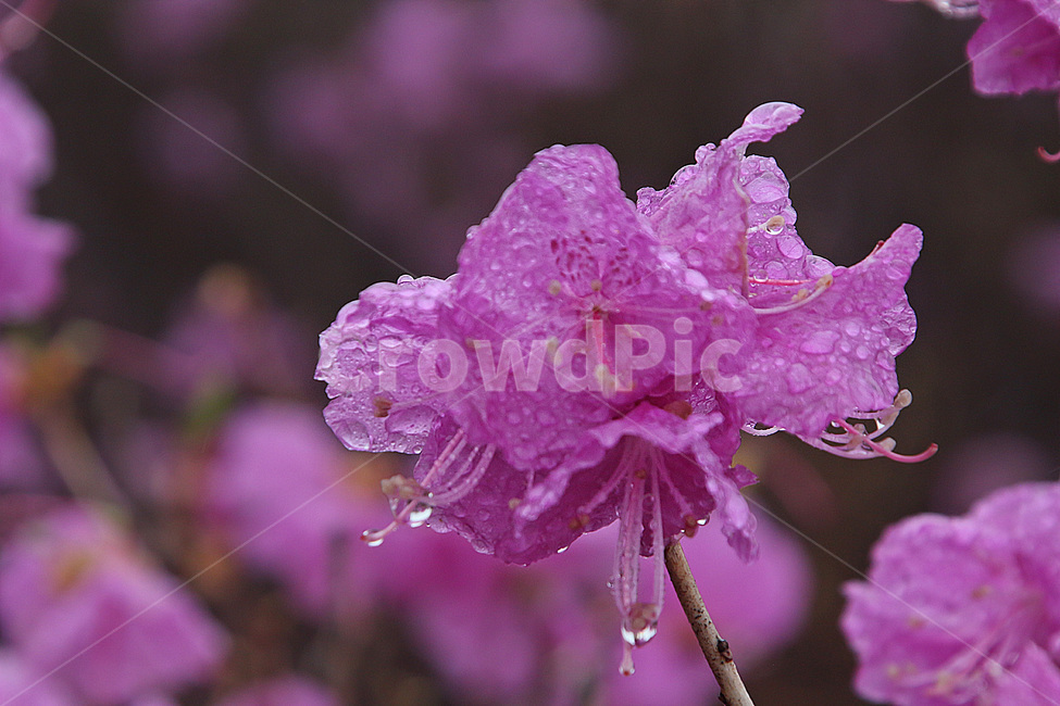 진달래,꽃,식물,자연,봄,Azaleas,flowers,plants,nature,spring