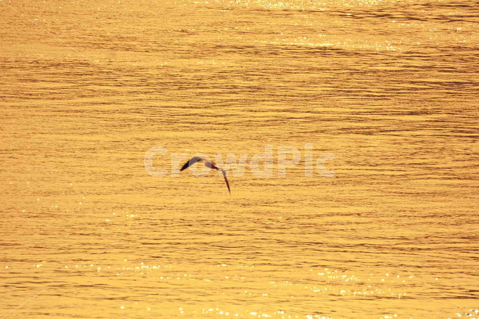 새,bird,flying,동물,황혼,일몰,바다,동물,animal,조류,새,birds