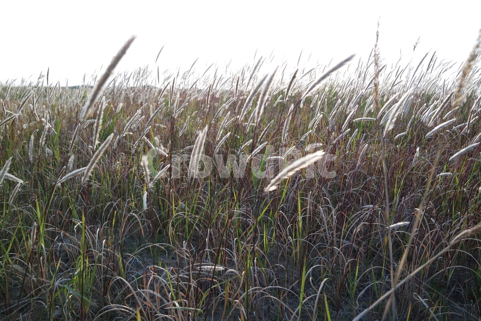 가을,갈대,갈대밭,autumn,reed,바람