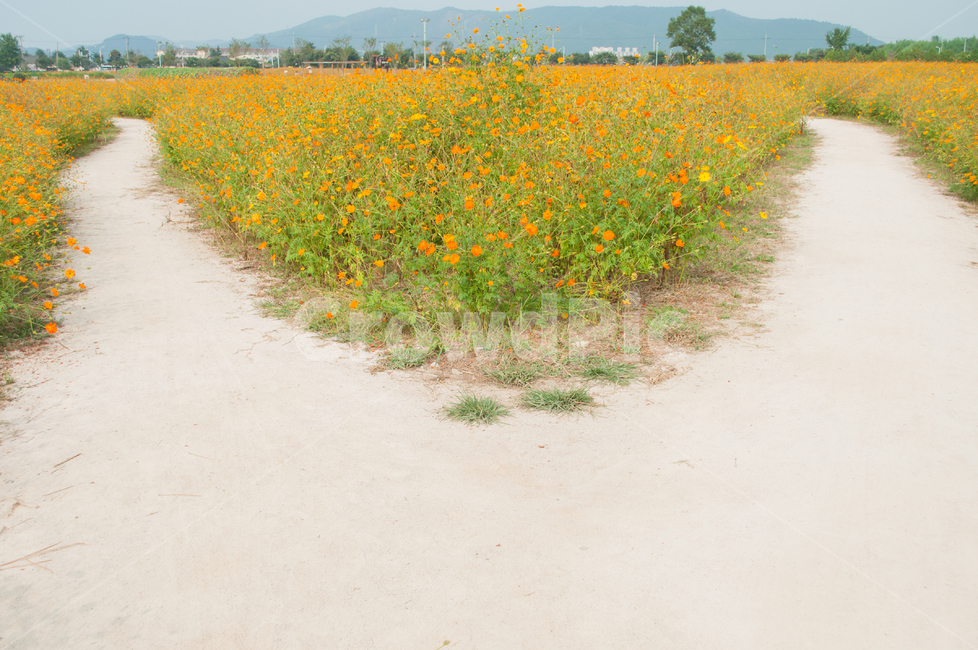 황화,갈림길,흙길,코스모스,자연,경주,반월성,꽃길,꽃밭,가을,flower,cosmos,가을,계절,fall,autumn,season,자연,풍경,nature,landscape