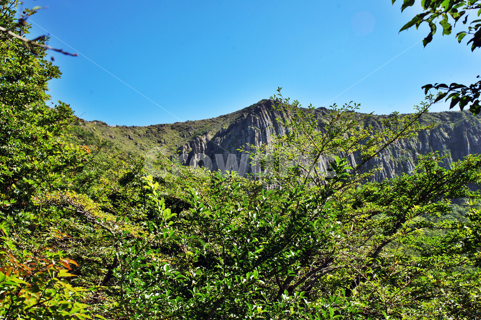 영실기암,영실,제주도,한라산,영실코스,숲,신록,계절,자연,풍경,nature,landscape,outdoors,옥외