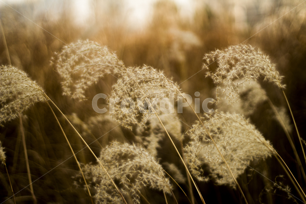 갈대,가을,햇살,오후,선셋,가을,계절,fall,autumn,season,식물,자연,plants,nature,감성,sensible,feeling,grass,잔디,plant,lawn,reed