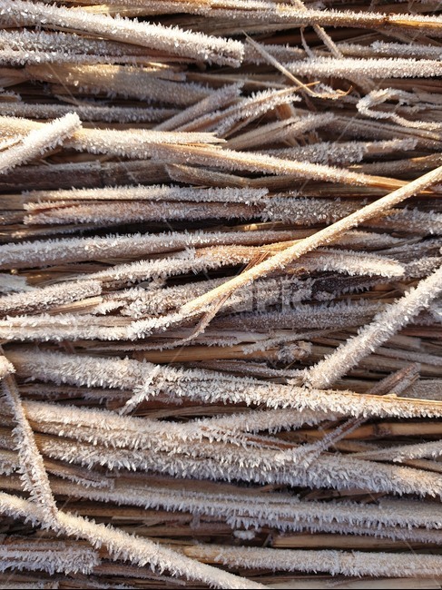 서리,겨울,나뭇가지,눈,겨울나무,나무가지,서리맞은,서리내린,frosty,frozen,snow,winter,branch,cold,추운,wood,나무,lumber,재목