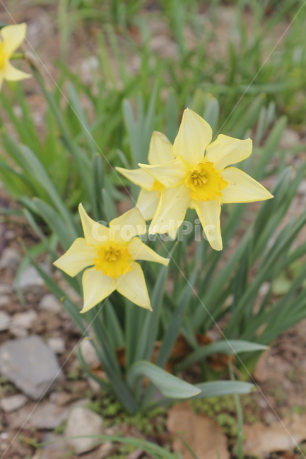 노랑,꽃,노란,yellow,flower