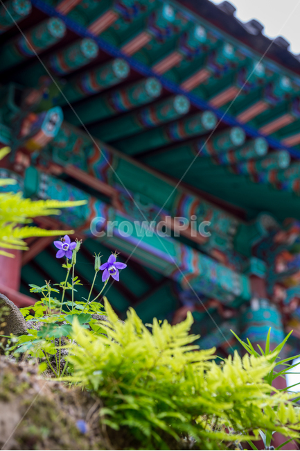 사찰,절,팔공산,대구,매발톱,야생화,꽃,flower,풍경