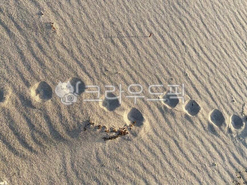 개발자국,강아지발자국,footprint,footprints,footprintofdog,모래사장,바다모래,모래,sand