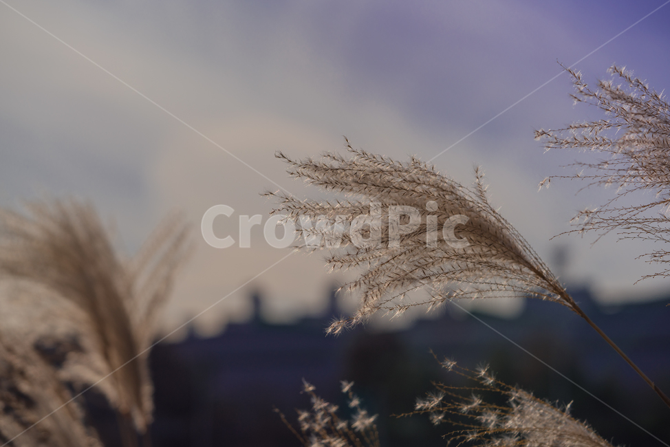 갈대,계절,식물,자연,생물,plant,가을,계절,fall,autumn,season