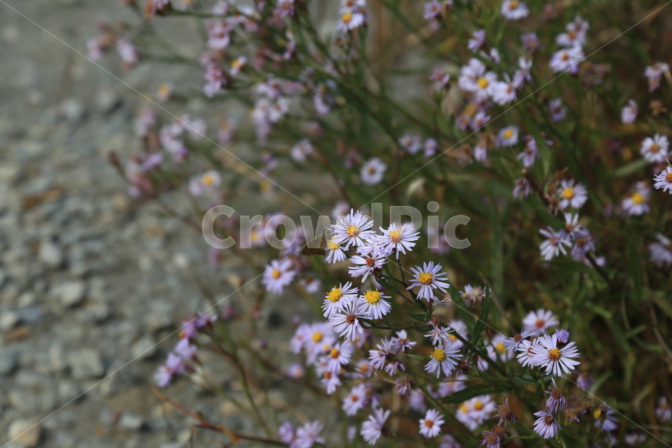 꽃,자연,식물,일상,신선,식물,자연,plants,nature,꽃,flower