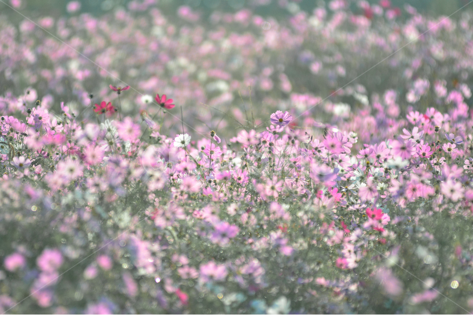 flower,꽃,blossom,plant,식물,코스모스,cosmos,꽃잎