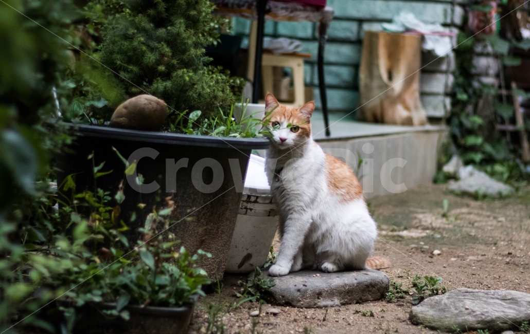 고양이,길고양이,동물,자연,길냥이,동물,animal,포유류,mammal,고양이,cat,kitten,kitty,감성,sensible,feeling
