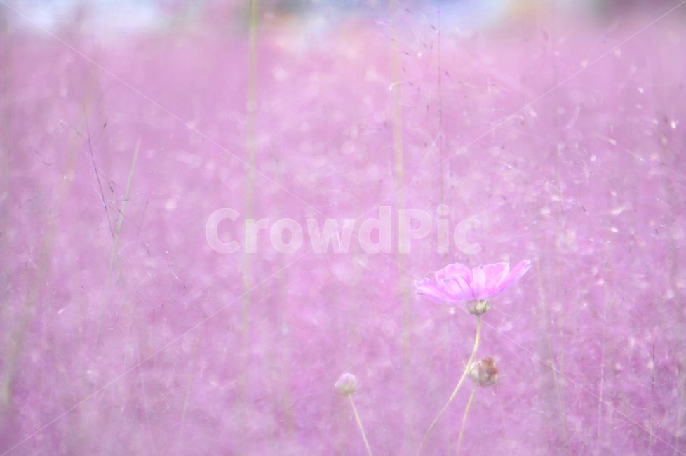 가을,코스모스,핑크뮬리,억새풀,감성,plant,식물