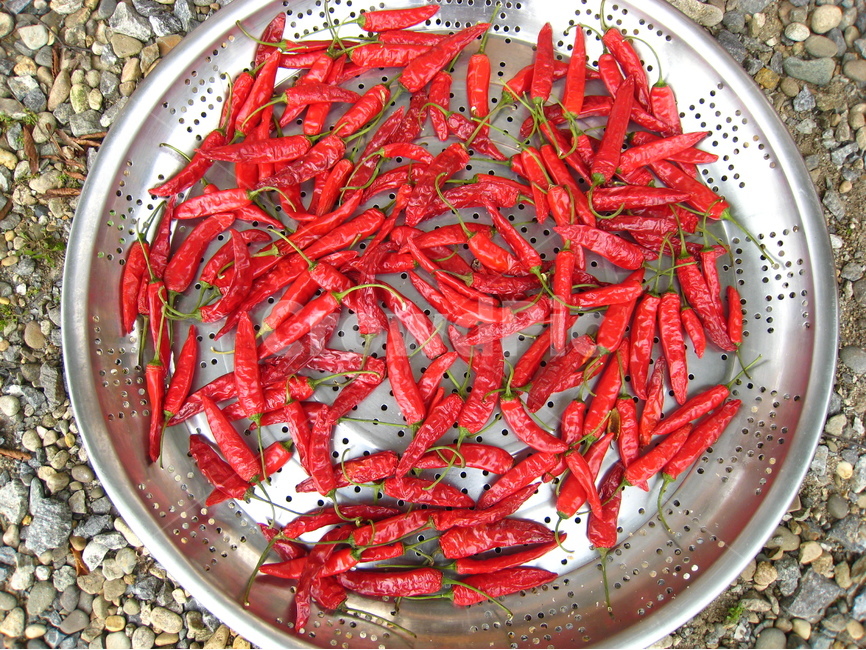 고추,빨간고추,빨간색,녹색,말리기,쟁반,가을,pepper,redpepper,red,green,drying,tray,autumn,음식,식재료,요리,food,cook,meal,dishes,food reserves,채소,야채,vegetables