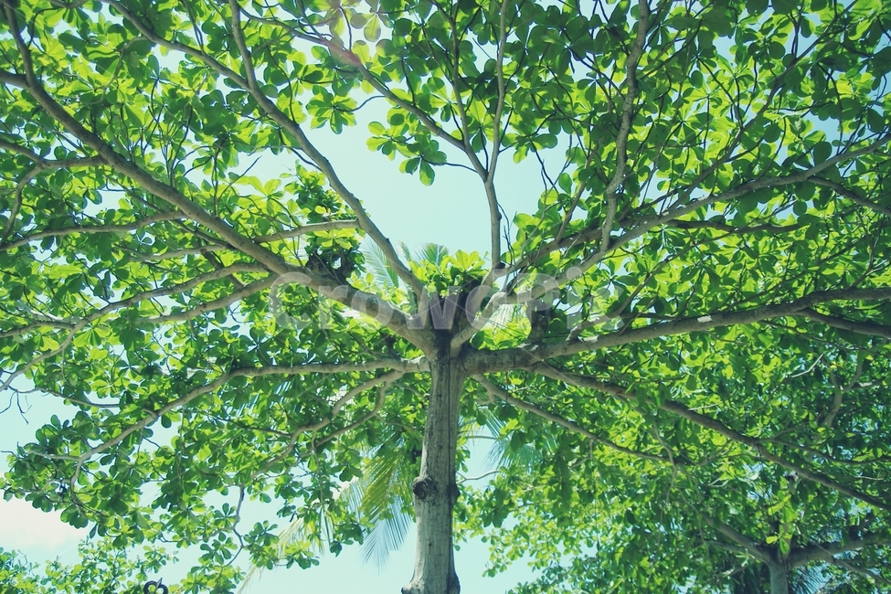 나무,열대,tropical,tree,초록,green,열대나무,열대꽃,꽃,식물,자연,plants,nature,나무,trees,wood
