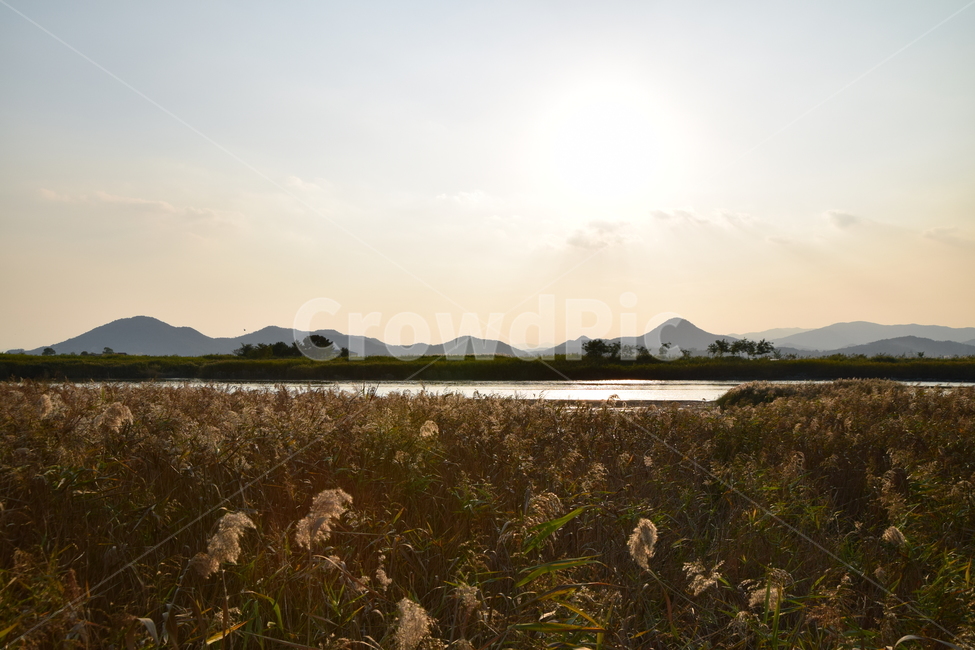 순천만,갈대,갈대숲,일몰,순천,가을,계절,fall,autumn,season,nature,자연,outdoors,옥외,land,땅