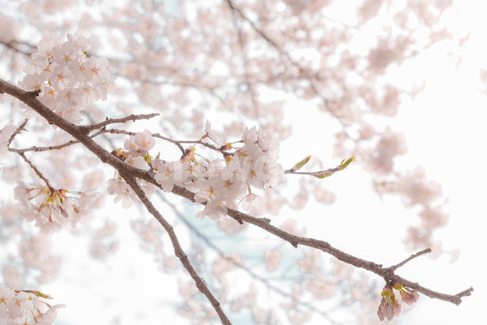 봄,벚꽃,꽃잎,flower,cheeryblossom,봄꽃,봄,계절,spring,season,식물,자연,plants,nature,꽃,flower,plant,blossom
