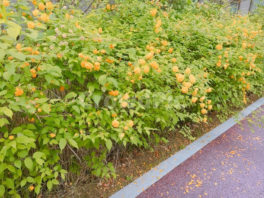 노랑,꽃,봄꽃,봄,풀잎,식물,자연,plants,nature,꽃,flower