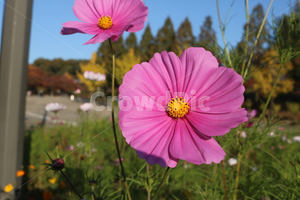 plant,식물,꽃,flower,pollen,화분,geranium,제라늄,식물,자연,plants,nature,꽃,flower