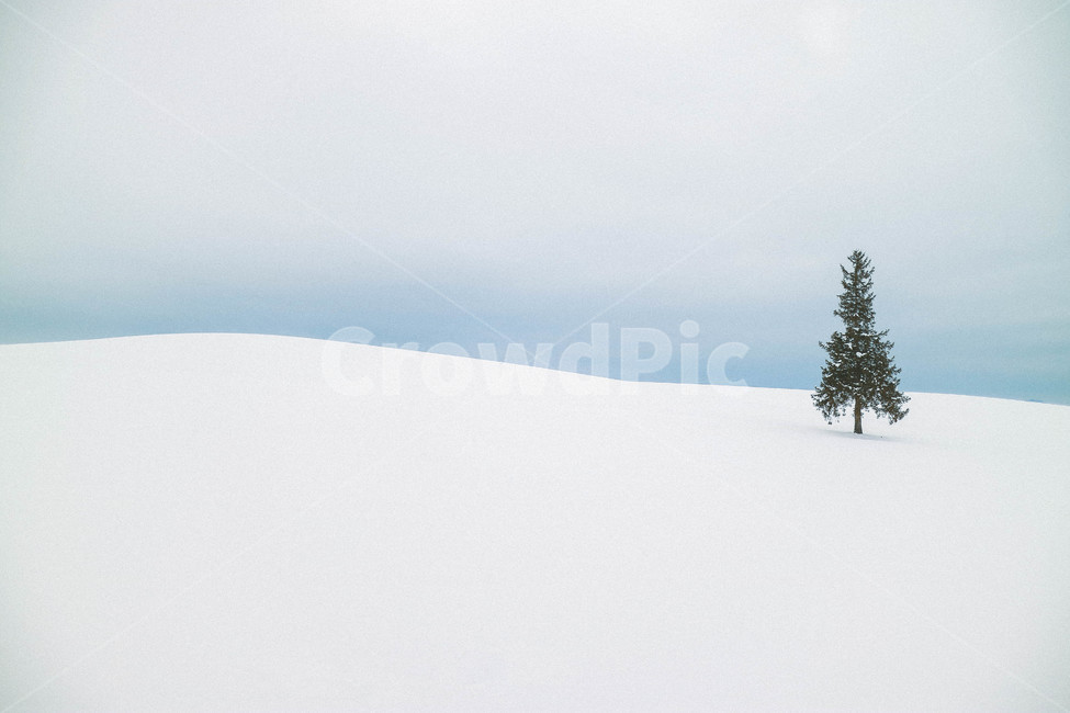 삿포로,겨울,비에이,크리스마스트리,나무,폭설,눈,일본,홋카이도,sapporo,snow,tree,christmastree,biei,겨울,계절,winter,season,자연,풍경,nature,landscape,감성,sensible,feeling,plant,식물,fir,전나무