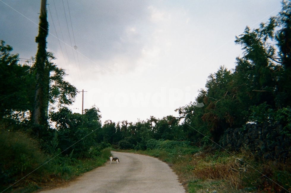 road,도로,제주도,고양이,나무길,자연,풍경,nature,landscape