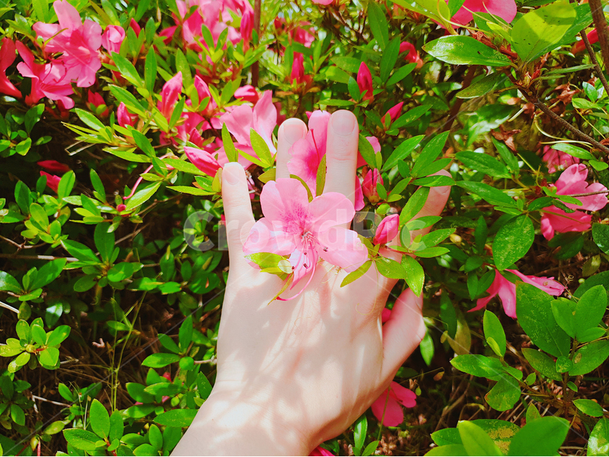 산책,꽃,꽃반지,손,햇살,flower,꽃,flower,신체일부,몸,body