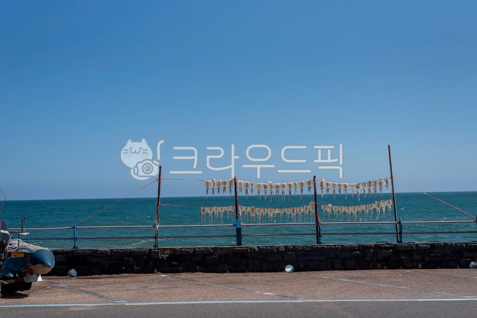 오징어,마른오징어,동해바다,바다,건조오징어,파란색,방파재,오징어건조,squid,해산물,바닷가,수산물,건조,파란하늘,가을,driedsquid,blue,하늘