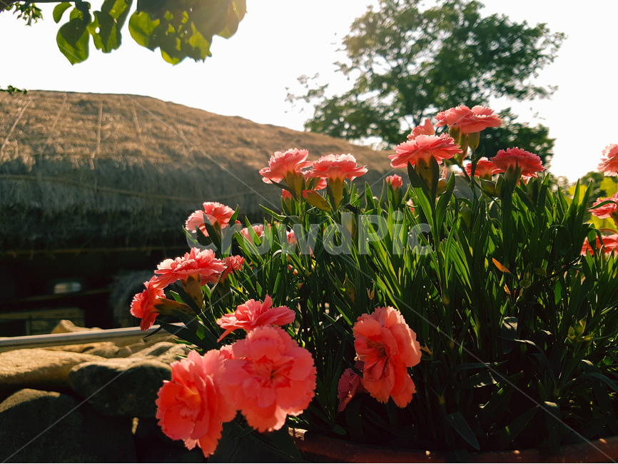 꽃,초가집,카네이션,풍경,외암민속마을,식물,자연,plants,nature,꽃,flower