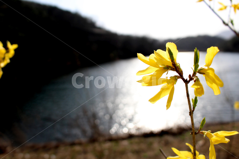 개나리,꽃,강,노란색,노란꽃,식물,자연,plants,nature,꽃,flower