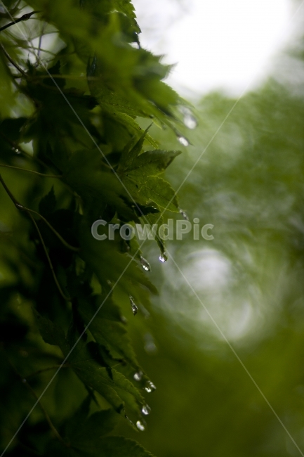 물방울,여름,나무,이슬,단풍,식물,자연,plants,nature,감성,sensible,feeling