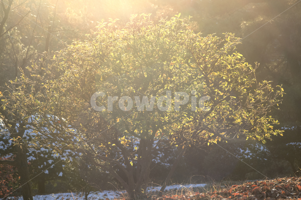 flare,플레어,light,빛,tree,나무,햇빛,sunlight,식물,plant,겨울나무,빛남