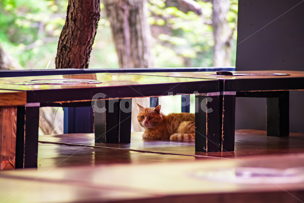 길고양이,cat,고양이,유기묘,도둑고양이