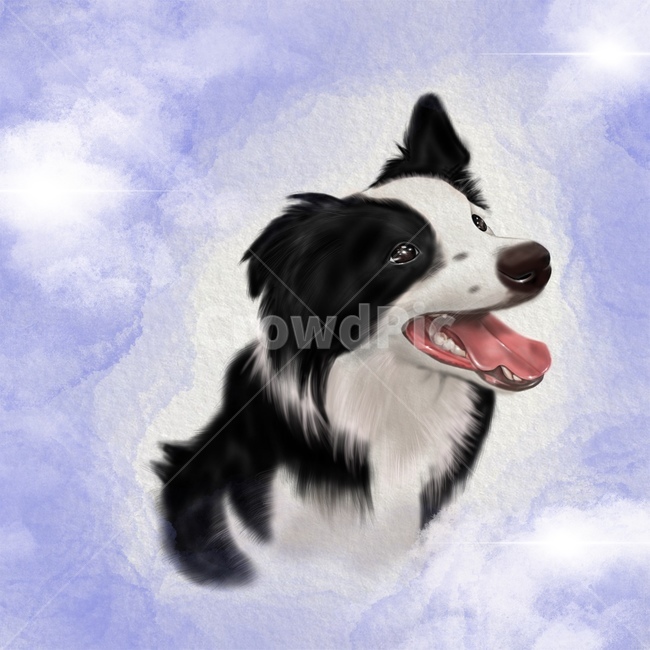 animal,동물,pet,애완동물,dog,개,반려견,보더콜리,강아지,그래픽,일러스트레이션,graphic,illustration