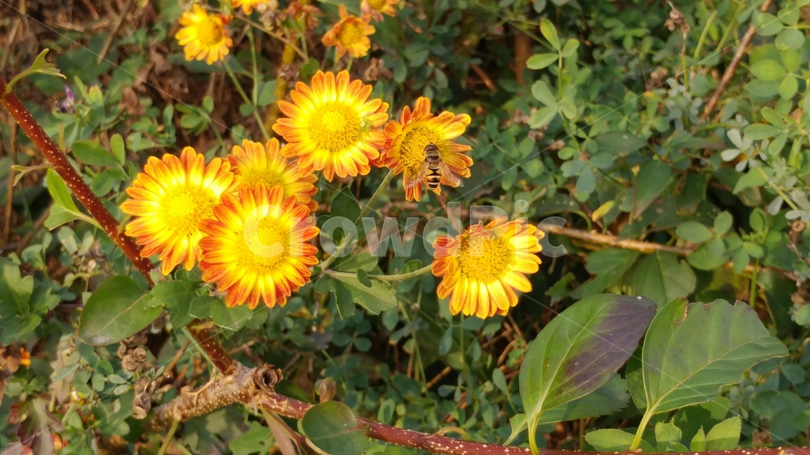 가을,꽃,자연,정원,초록,식물,자연,plants,nature,꽃,flower