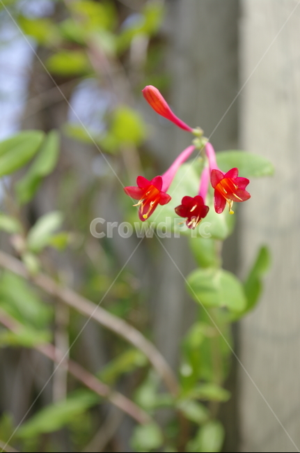 꽃,flower,식물,plant,계절,봄,spring,color,식물,자연,plants,nature,꽃,flower
