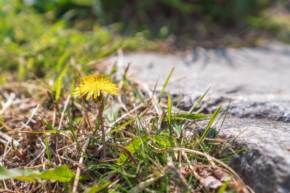 꽃,봄꽃,봄,민들레,식물,자연,flower,nature,식물,자연,plants,nature,꽃,flower