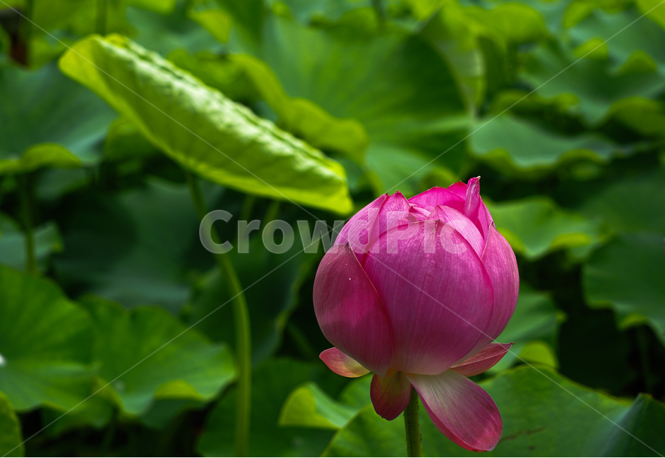 연,연꽃,연잎,수생,식물,연밭,식물,자연,plants,nature,꽃,flower