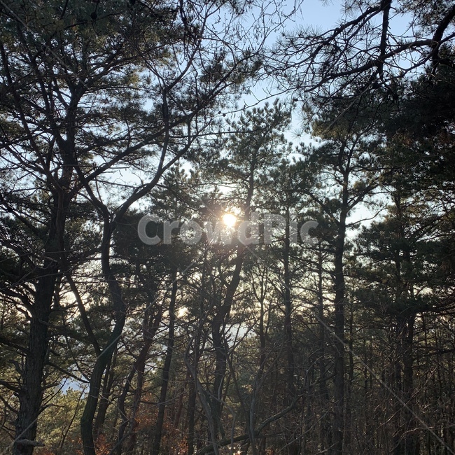 울창한,숲,나무,등산,해,태양