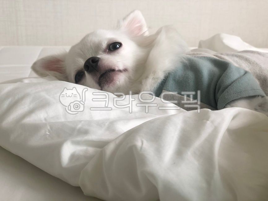 강아지,반려동물,반려견,침구,이불,치와와,인테리어,침대,화이트치와와,동물,animal,포유류,mammal,개,강아지,dog,doggy