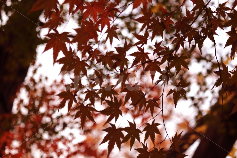 단풍,가을,나무,빨강색,붉은색,가을,계절,fall,autumn,season,식물,자연,plants,nature,leaf,잎,plant,tree