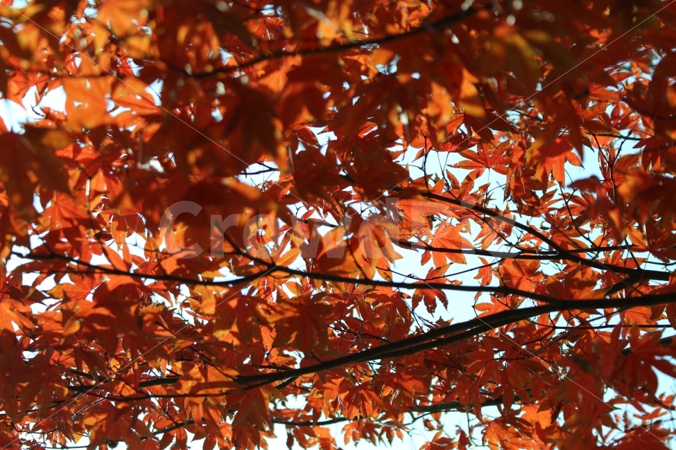 광화문,가을,출사,풍경,단풍,식물,자연,plants,nature,가을,계절,fall,autumn,season,plant,leaf,잎,tree,나무