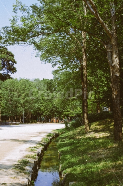 그늘여름,숲속,감성,산책,풍경,거닐다,어느여름,여름날,자연,풍경,nature,landscape,여름,계절,summer,season,plant,식물,tree,나무,tree trunk,나무 줄기,road,도로