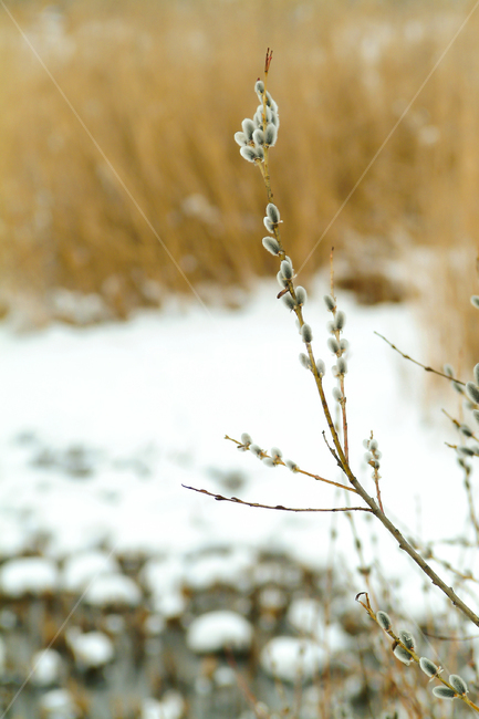 갯버들,버들가지,겨울,봄소식,입춘,겨울식물,겨울모습,겨울눈,겨울,계절,winter,season,식물,자연,plants,nature
