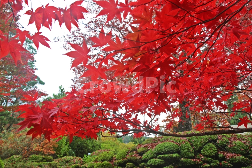 블루마운틴,블루마운틴단풍,가을,단풍,maple,가을,계절,fall,autumn,season,식물,자연,plants,nature,나무,trees,wood,leaf,잎,plant,tree