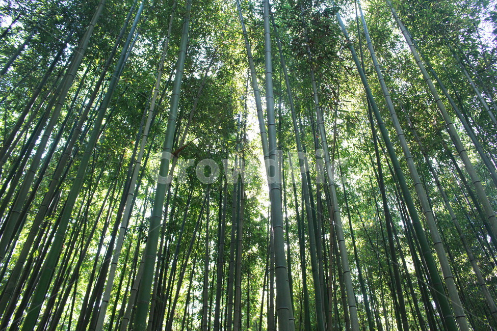 초록,대나무,대나무숲,나무,담양,자연,풍경,nature,landscape,식물,plants,나무,trees,wood,plant