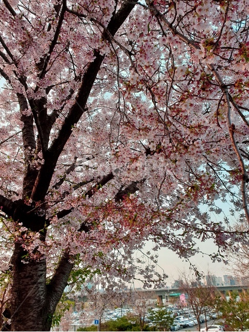 벚꽃,나무,꽃,식물,봄,봄꽃,풍경,힐링,cherryblossom,분홍색,pink